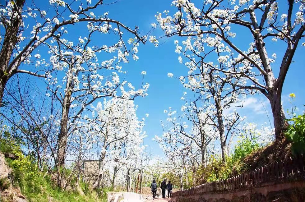 汉源梨花今又开  ——汉源县第九届“阳光康养城·宜居新汉源”赏花旅游月启动